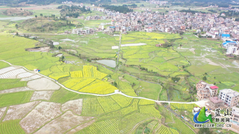 美丽蓝山：油菜花开春意浓 遍地金黄美如画1.jpg