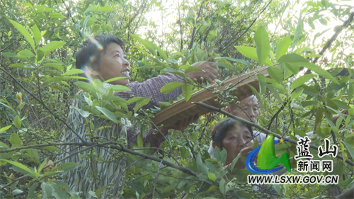 湖南山苍子种植基地图片