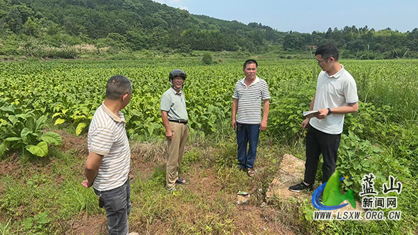 太平圩镇:暴雨过后查隐患 筑牢高标准农田“防护网”.jpg 太平圩镇:暴雨过后查隐患 筑牢高标准农田“防护网”.jpg