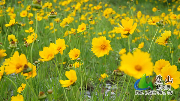 5.18百叠岭金鸡菊.mp4_20260520_105551.083.jpg